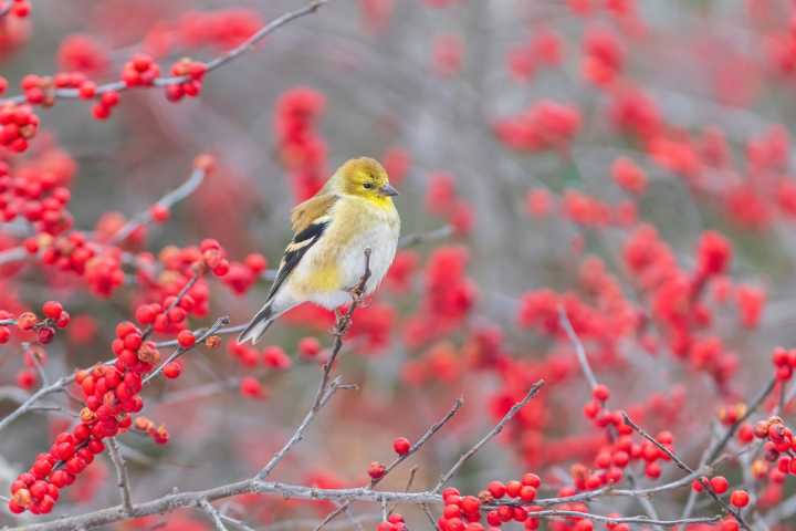 The #1 Shrub to Plant This Fall for Beautiful Winter Color