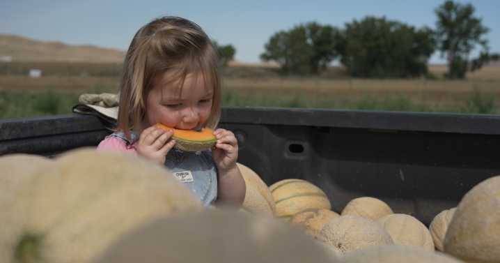 Montana Ag Network: Big Sandy couple has sweet success with cantaloupe farm