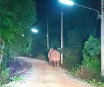 Elephant brutally tramples grandfather to death after he caught it stealing bananas from his garden