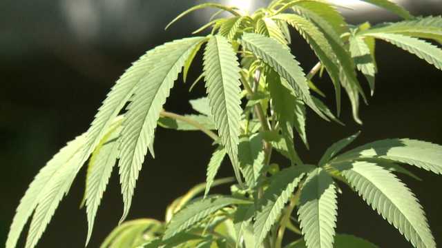 Cornbread Hemp sues Tennessee, sparking out