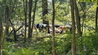‘Excitement of the year’: neighbor fascinated over herd of cows on the loose