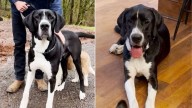 Idaho Shelter Pup’s Struggles Lead Him To A Sanctuary Full Of Surprises