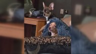 Apartment fire in Estacada displaces renters; pets lost and one dog rescued