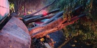 Tormenta colapsa árboles, inunda calles y causa caos vial en la ZMG