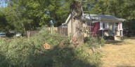 Springfield family concerned for safety, after a neighboring tree branch falls onto home while being cut down