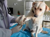 Proyecto de ley reconoce a los perros como parte de la familia y propone licencia laboral por su pérdida o enfermedad