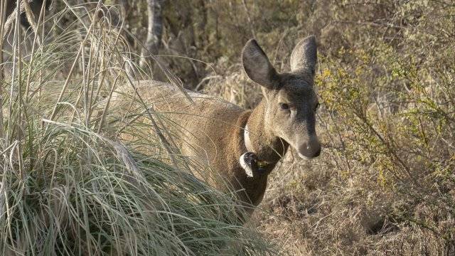 Los esfuerzos de Chile y Argentina para devolver el extinto huemul a la cordillera