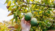Cómo debes podar un árbol de palta en primavera para tener una cosecha abundante en pocos meses