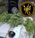 SAENZ PEÑA: Secuestraron Cuatro Plantas De Marihuana