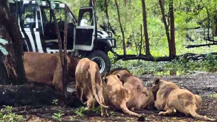 Zoológico de Bangkok: Un cuidador con 30 años de experiencia es devorado por una manada de leones