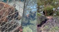 Rescatan a osa ‘Jerónima’ tras 36 horas encaramada en árbol de Agua Prieta, Sonora