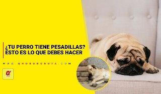 ¿Tu perro tiene pesadillas? Esto es lo que debes hacer - Noticias de Bogotá y Cundinamarca