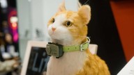 From Sydney Sweeney’s Dog To Taylor Swift’s Cats: Five Famous Celebrity Pets