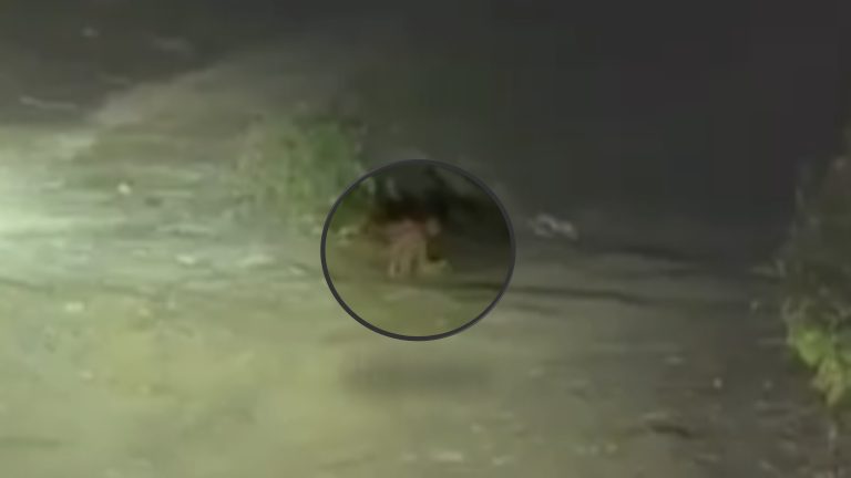 Viral en redes: extraña criatura «humanoide» avistada en una carretera ¿qué será?