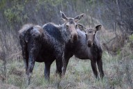‘Complete collapse’: Manitoba First Nation takes province to court over moose hunting