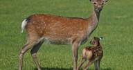 After I hit a deer, Hertz ignored insurance papers. Now they've billed for 'diminished use.'