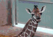 OKC Zoo debuts new giraffe calf