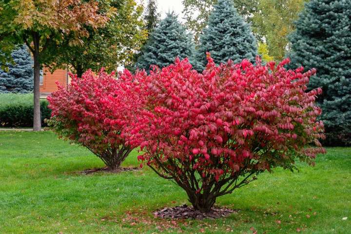 Warrick County Urges Action Against Invasive Bush