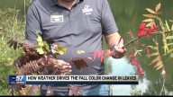 Weather and environmental factors in early fall leaf color changes