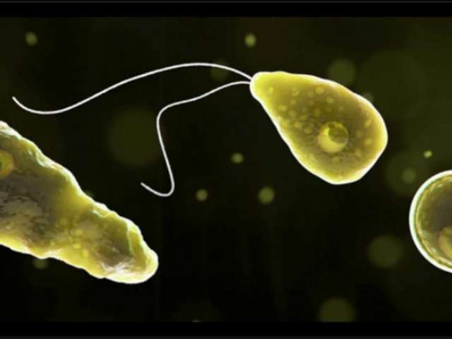 Declaran alerta sanitaria en India tras 19 muertes por ameba “comecerebros”