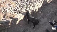 Moya celebra su septenario con el tradicional encierre campestre
