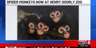 New spider monkeys at Omaha’s Henry Doorly Zoo following rescue