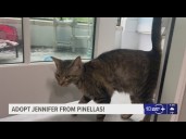 Give Jennifer from Pinellas a fur