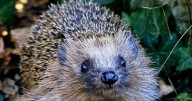 UK households urged to act if they see hedgehogs in garden