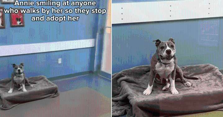 Smiling Dog Captures Hearts Online, Yet She Sleeps Alone Each Night