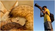 Bay Area Proud: Teen Photographer Turns Passion into Advocacy for Coyotes