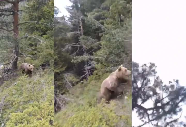 Capturadas en fotos, las aterradoras últimas instantes de un escalador en manos de un oso salvaje