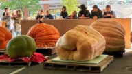 Get your pumpkin spice fix at Saratoga Giant Pumpkinfest