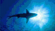 Can bite-resistant wetsuits reduce shark bite injuries? – NBC Boston