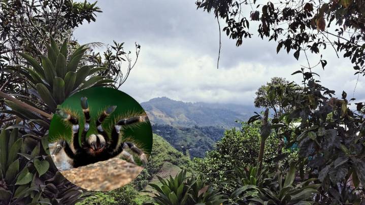 En el Pacífico, una isla está invadida por serpientes y arañas: qué pasó y por qué es foco de investigaciones