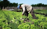 Una chinche invasora amenaza la producción frutihortícola de La Plata y Sudamérica