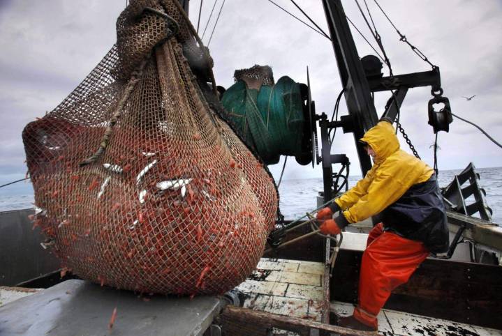 New England’s shrimp industry is struggling, with fishermen catching few in 2025