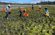Seaweed project in limbo after Trump cuts, UW professor says
