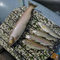FWP fall electrofishing linked to dead fish in Big Hole River