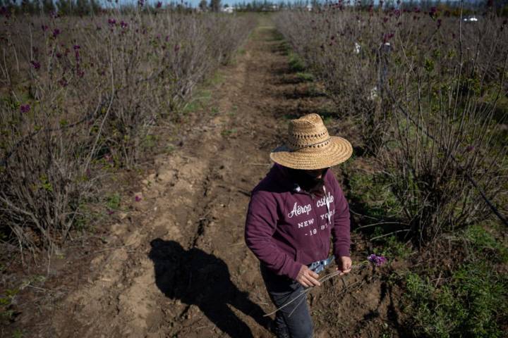 1.2 million immigrants are gone from the U.S. workforce under Trump, preliminary data shows