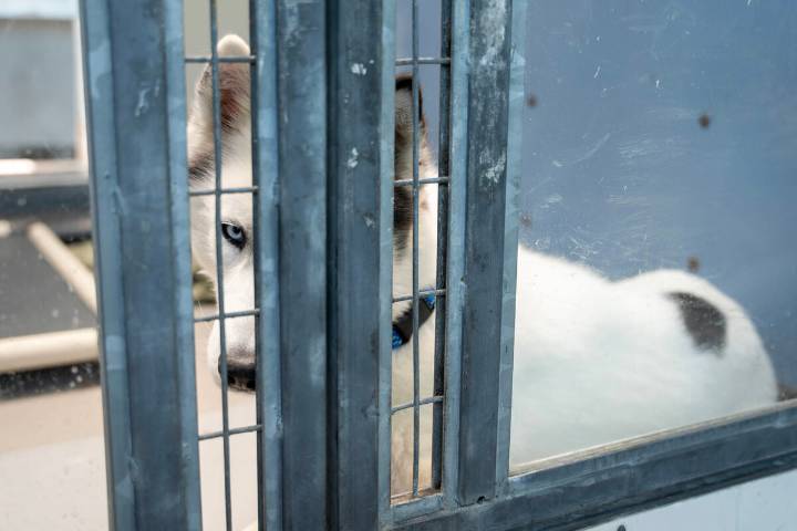 The Animal Foundation gets a $11M contract extension and grants 