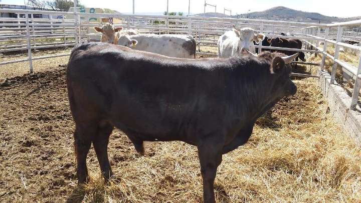Ganaderos piden cerrar frontera sur para proteger mercado nacional ante crisis por gusano barrenador