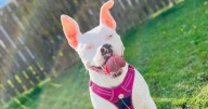 Scots American XL Bully owner plans protest over breed ban after family left 'distraught'