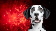Esta es la mejor forma de cuidar a tu perro de la pirotecnia de las Fiestas patrias 2025