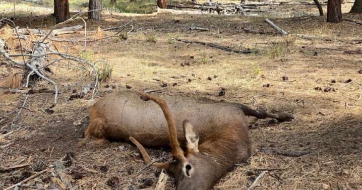 Spike elk found shot and left to waste