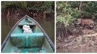 “Lamentablemente no tengo cargada la escopeta”: indignación por cazador que amenaza con matar a jaguar en Buenaventura