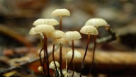 Mushrooms Evolved The Ability To Make Psilocybin Twice Independently, For Mysterious Reasons