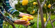 Gardener reveals the best time to plant lemon trees for a healthy harvest