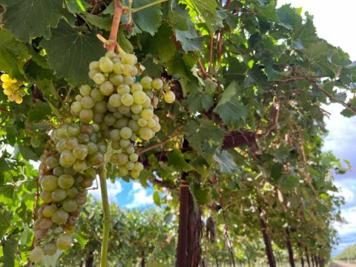 Crisis in California wine industry: Unsold grapes and struggling farmers