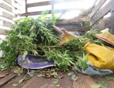Aparente baja en el consumo de drogas en Tizimín