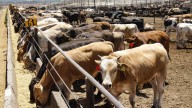 Consejo Nacional Agropecuario lamenta recorte al presupuesto de Senasica
